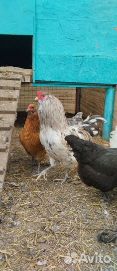 Инкубационные яйцо Амераукан