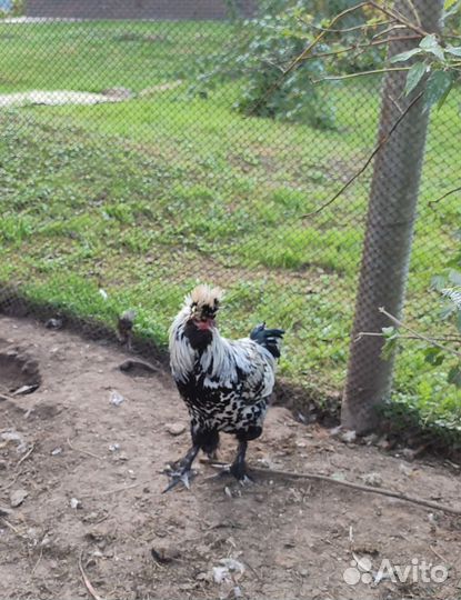 Петухи. Павловский серебро, Шабо