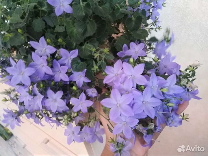 Укорен.черенки кампанул