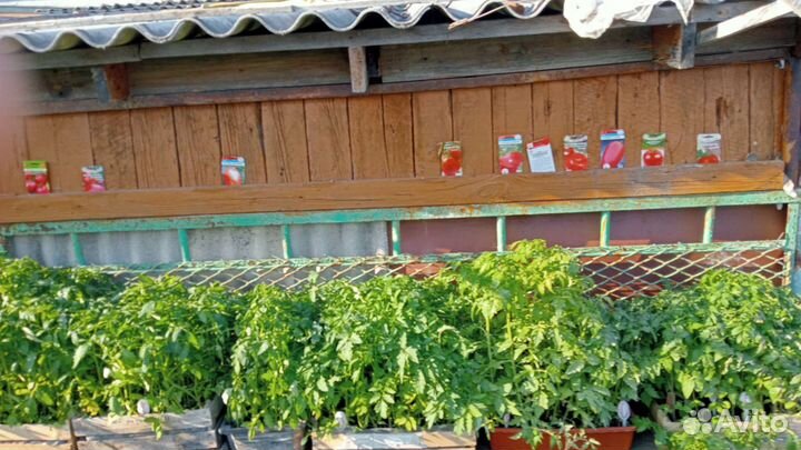 Рассада помидор перца баклажан салат качанный