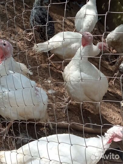 Индюшки белая,Наседка русская хохлатая, петухи
