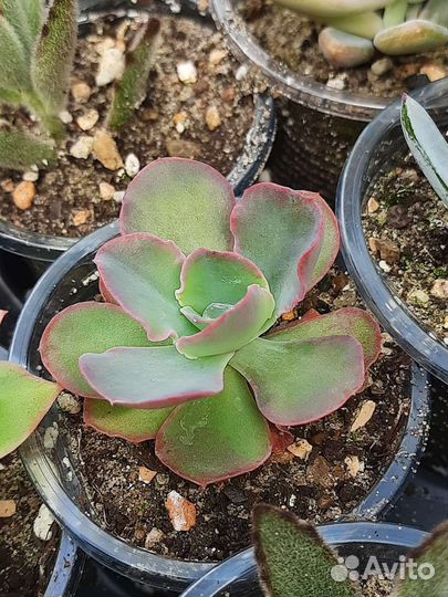 Редкие виды суккулентов