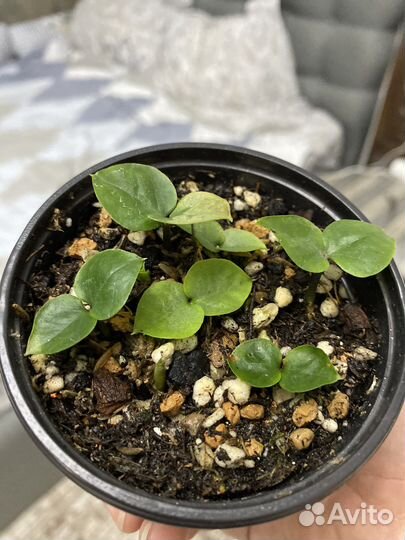 Замиокулькас зензи