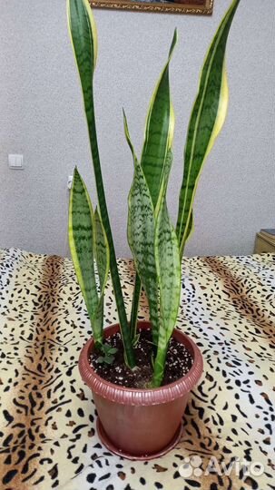 Сансевиерия