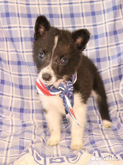 Щенок в поисках дома