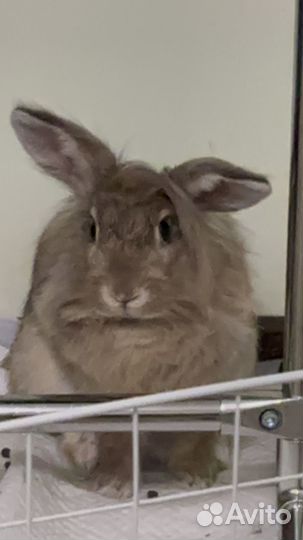 Декоративные кролики