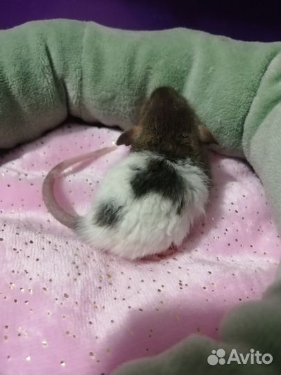 Крыса крысята дамбо рекс