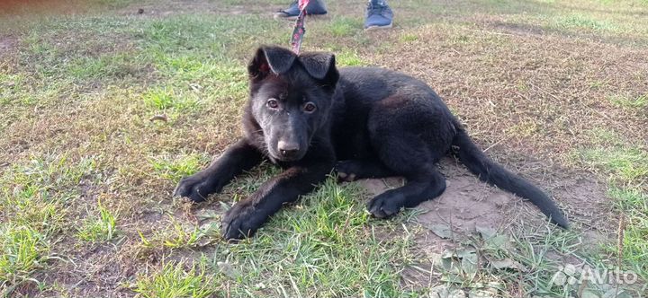 Продам щенков Восточноевропейской овчарки