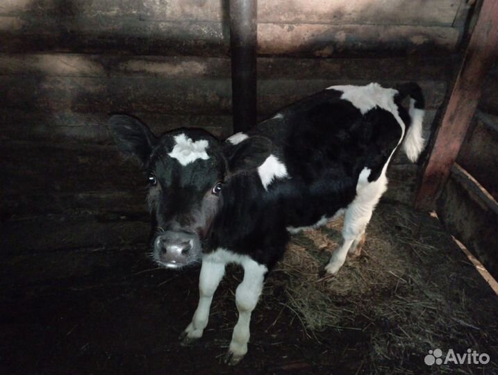 Телка 2 месяца