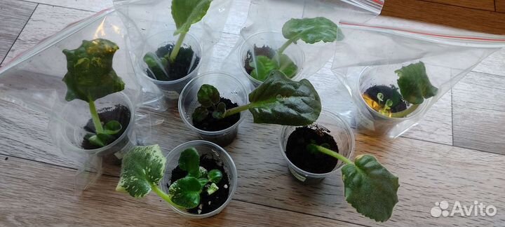 Фиалки набор 3