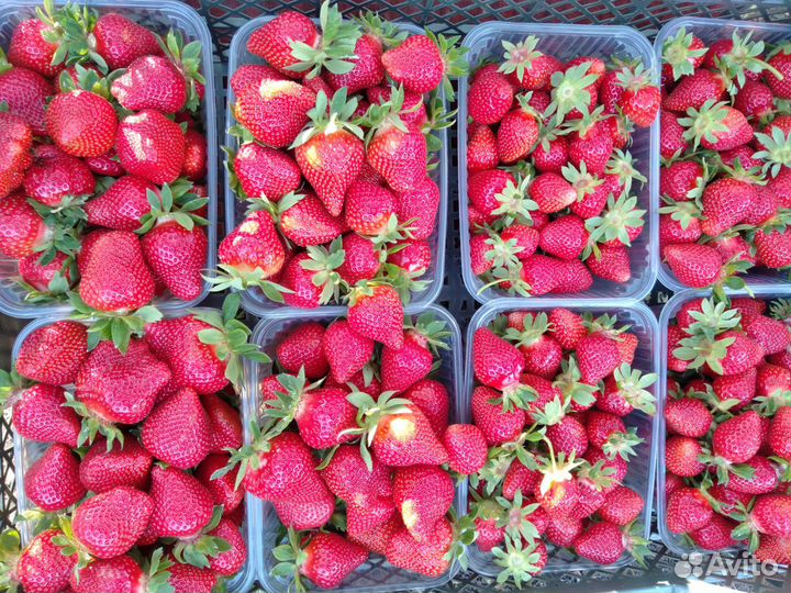 Клубника домашняя