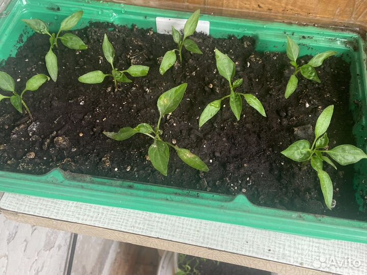 Комнатный горький перчик