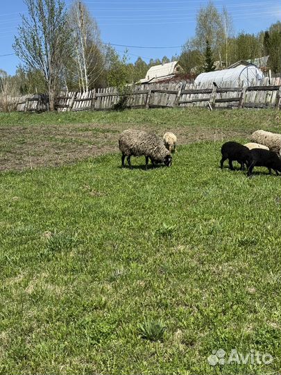 Овцы бараны