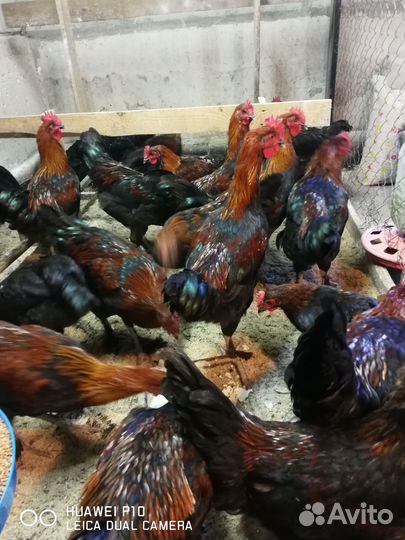 Маран молодые петушки