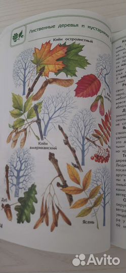 Зелёные страницы