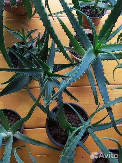 Алое Вера, трехлетнее лечебное растение