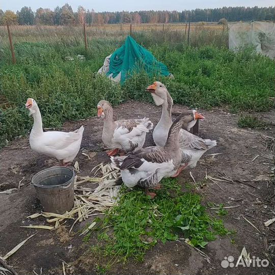 Гуси холмагоры