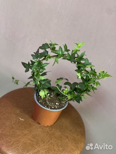 Плющ хедера сформированная высота 35 см