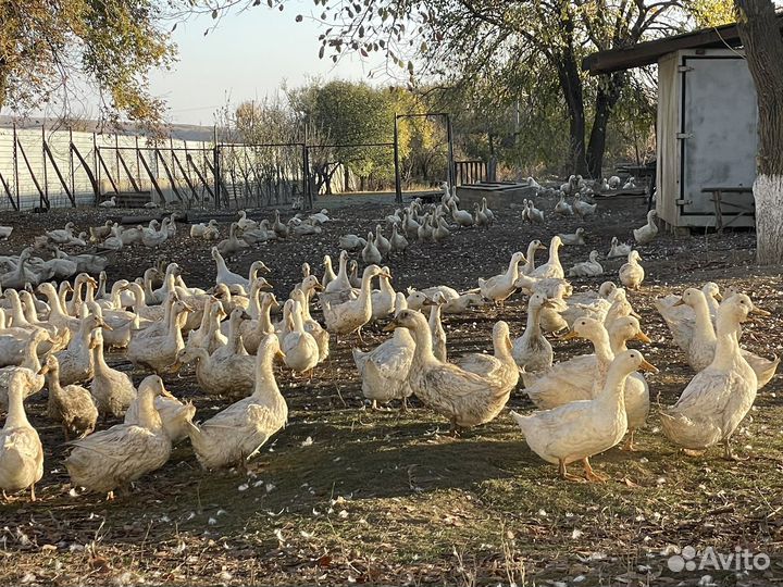 Домашняя утка 5 месяцев