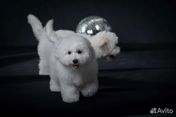 Щенки бишон фризе