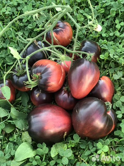 Коллекционные сорта томатов семена