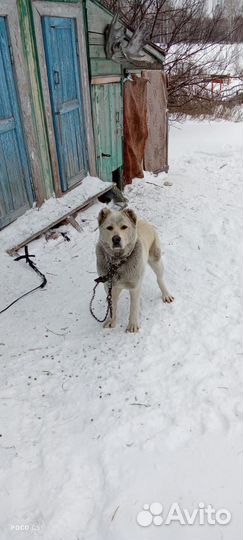 Собака