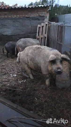 Порося свинки