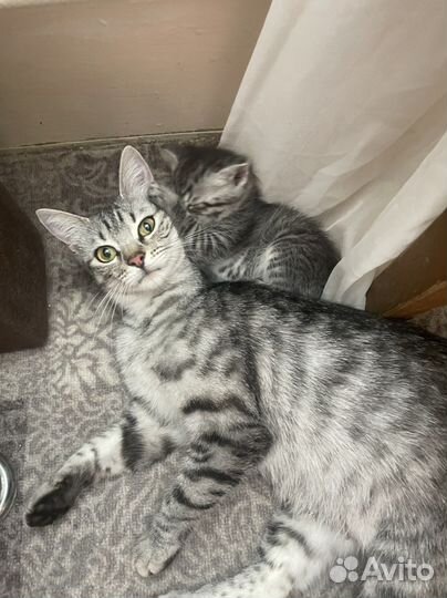 Отдам котят в хорошие руки