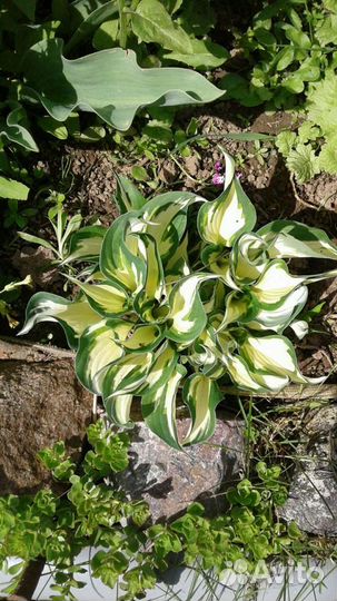 Многолетники