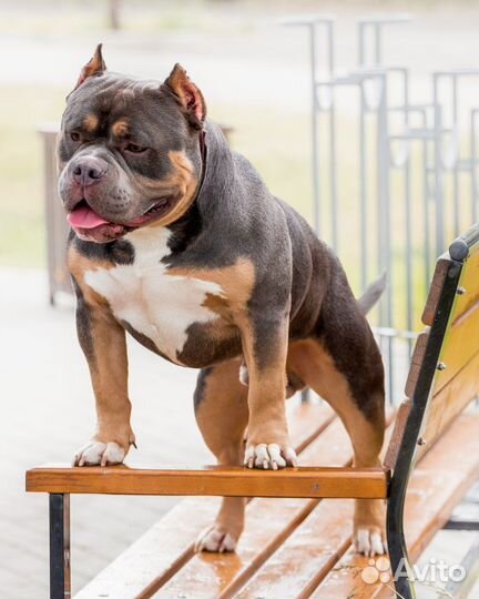 Булли вязка