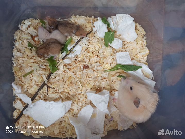 Сирийский хомяк малыш