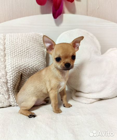 Щенки чихуахуа