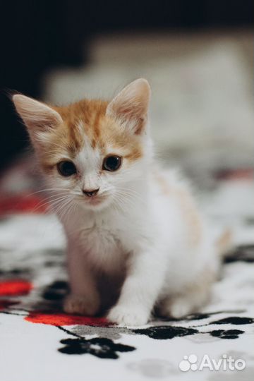 Кошка в дар