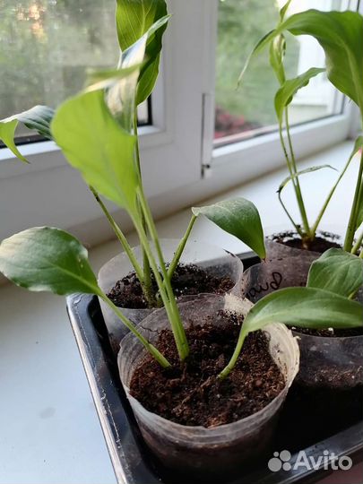 Спацифилум цветы