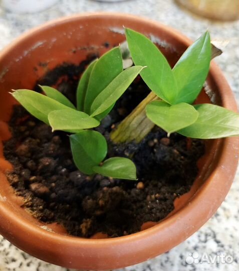 Долоровое дерево Замиокулькас