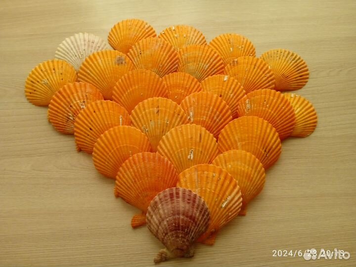 Ракушка от морского гребешка