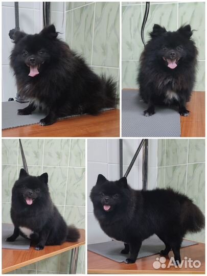 Буба/Стрижка собак и кошек/Груминг в г. Нефтекамск