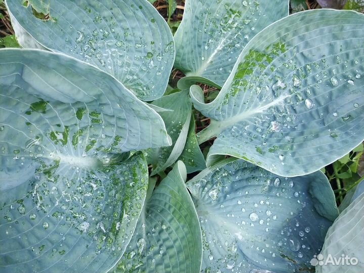 Хоста сортовые