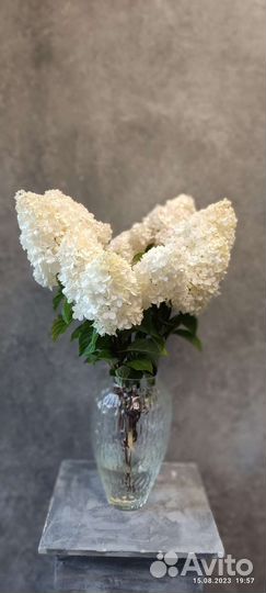 Флоксы, дельфиниум, срезка для флористов