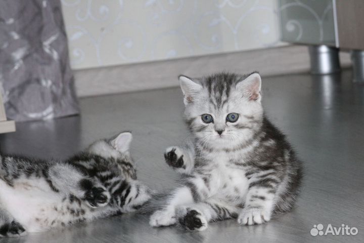 Британские мраморные котята
