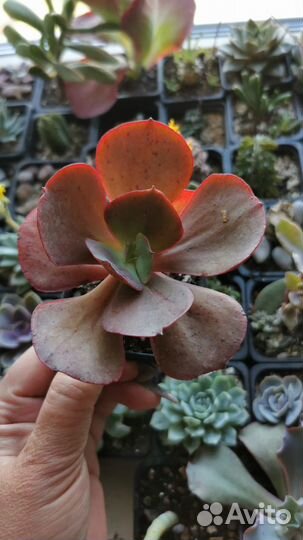 Суккуленты