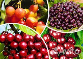 Черешня саженцы