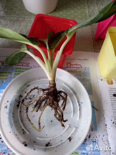 Аглаонема сортовая