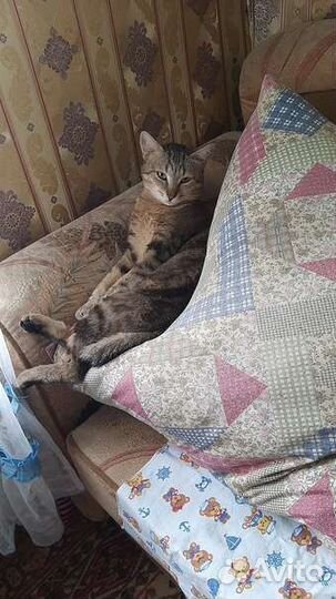 Котик Толик