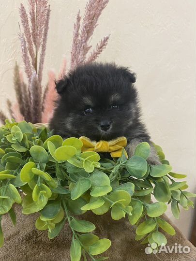 Щенки шпица