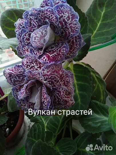 Глоксиния детки, клубни