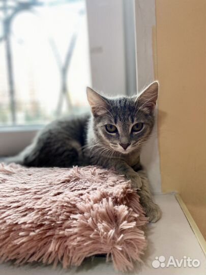 Серая котенок девочка мечтает стать домашней