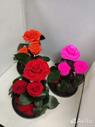 Роза в колбе