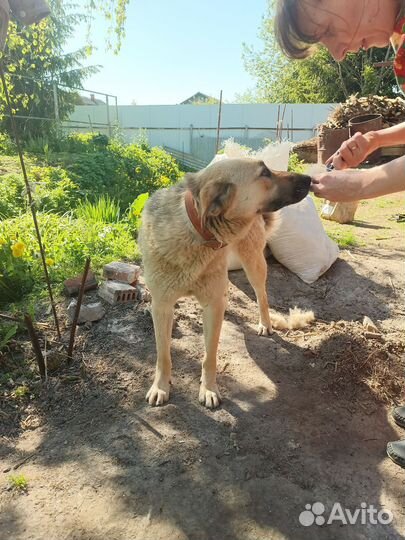 Собака из отлова в добрые руки