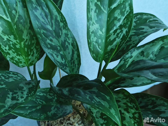 Комнатные цветы. Аглаонемы